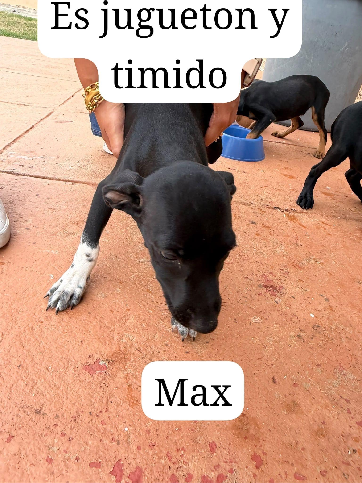 Max photo