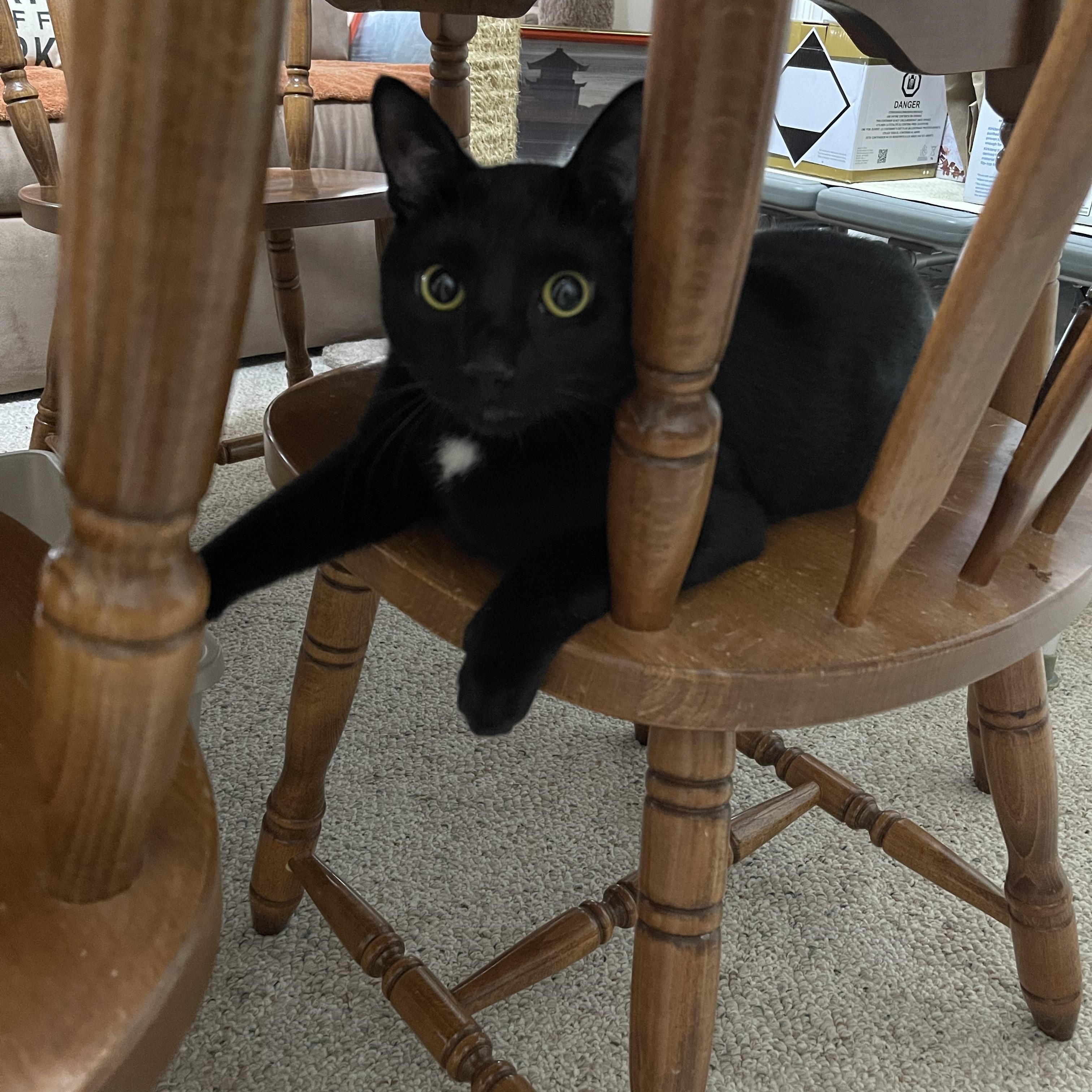 Enlarge Max, a Adoptable Domestic Short Hair in Pompton Lakes, NJ image 5/5