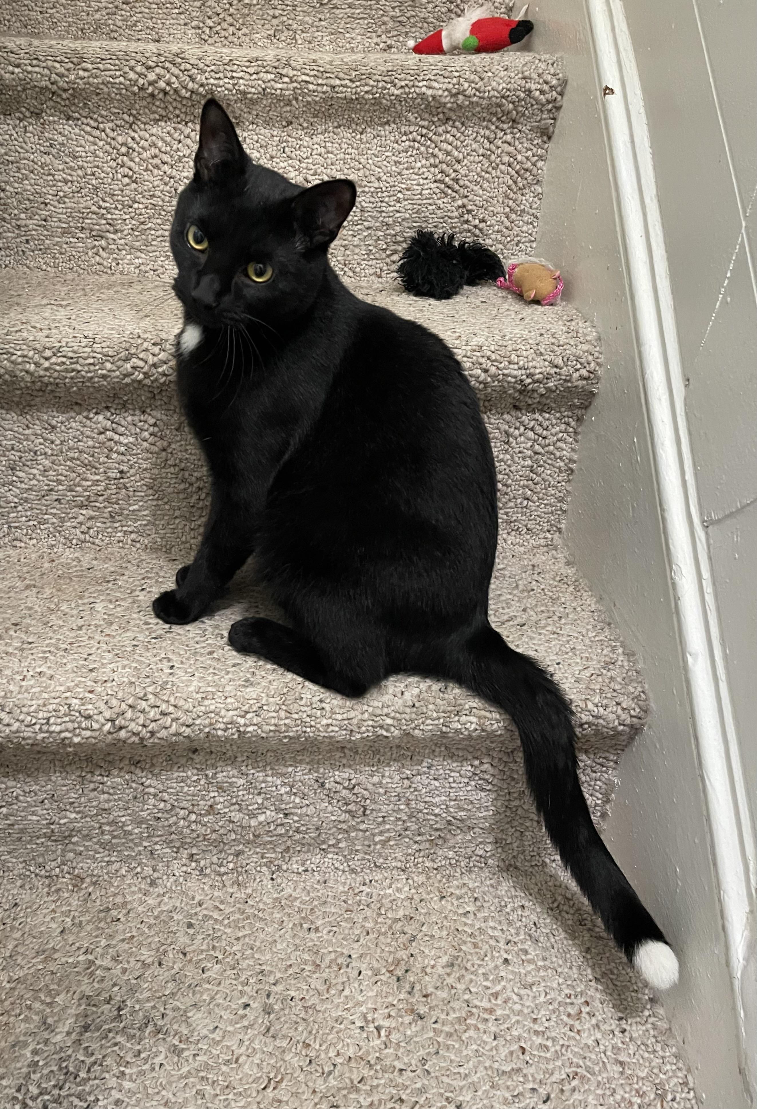 Max, Adoptable, Young Male Domestic Short Hair.