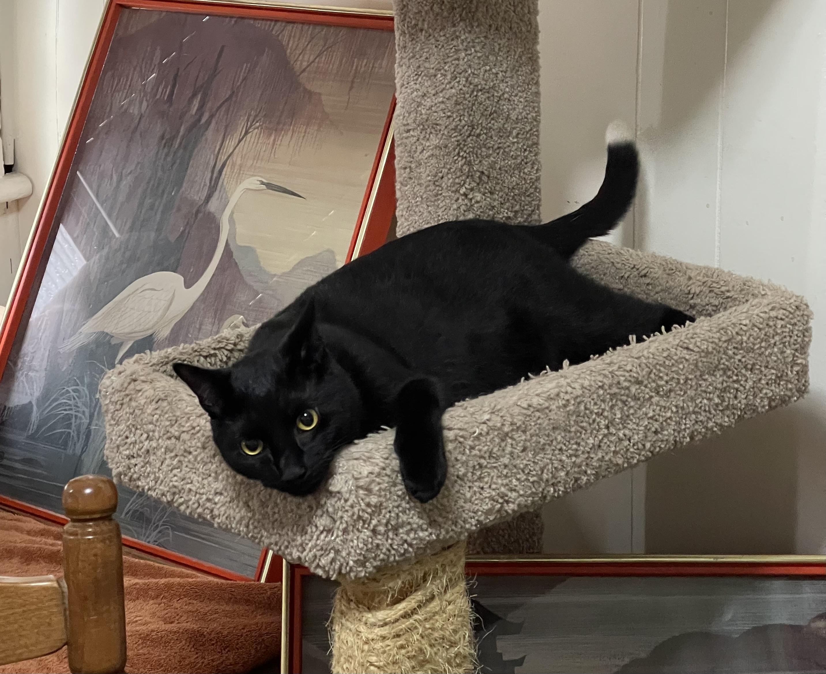 Enlarge Max, a Adoptable Domestic Short Hair in Pompton Lakes, NJ image 4/5