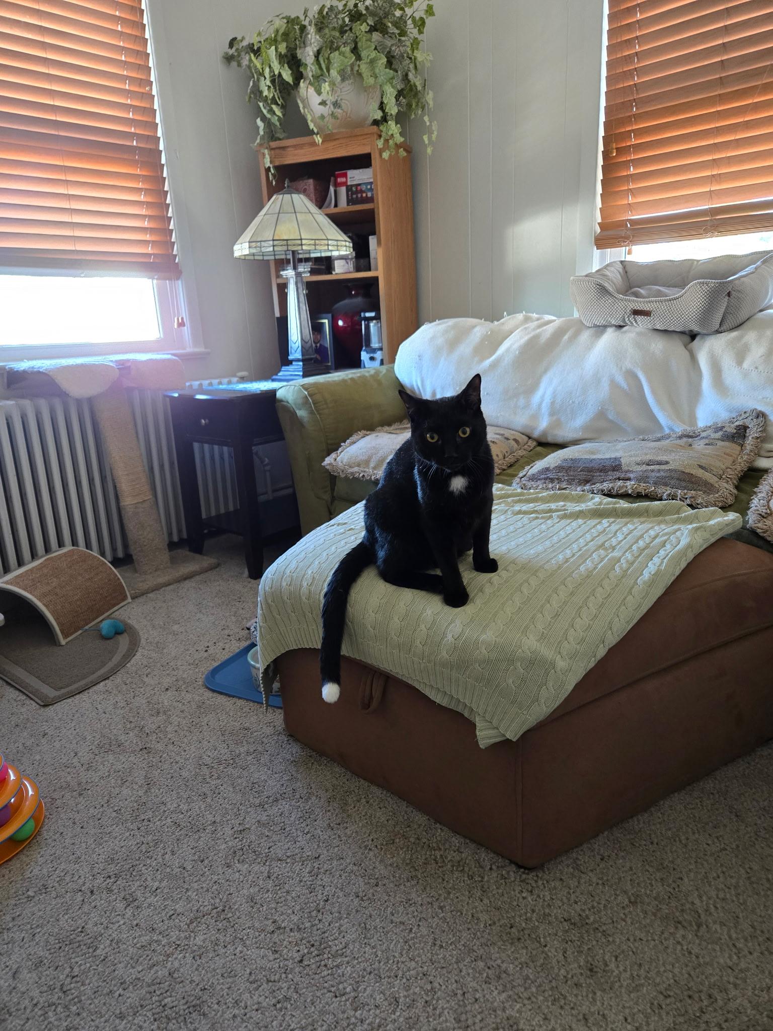 Enlarge Max, a Adoptable Domestic Short Hair in Pompton Lakes, NJ image 3/5