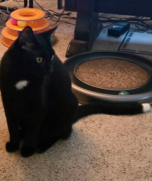 Enlarge Max, a Adoptable Domestic Short Hair in Pompton Lakes, NJ image 2/5