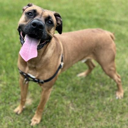 Tito, a Adoptable mixed breed in Janesville, WI image 2/3
