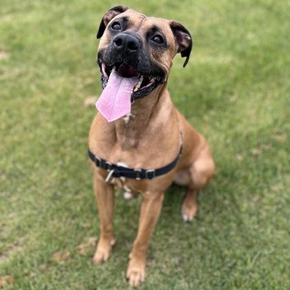 Enlarge Tito, a Adoptable mixed breed in Janesville, WI image 2/3