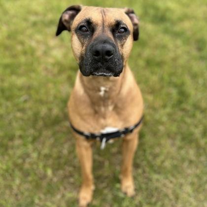 Tito, a Adoptable mixed breed in Janesville, WI image 3/3