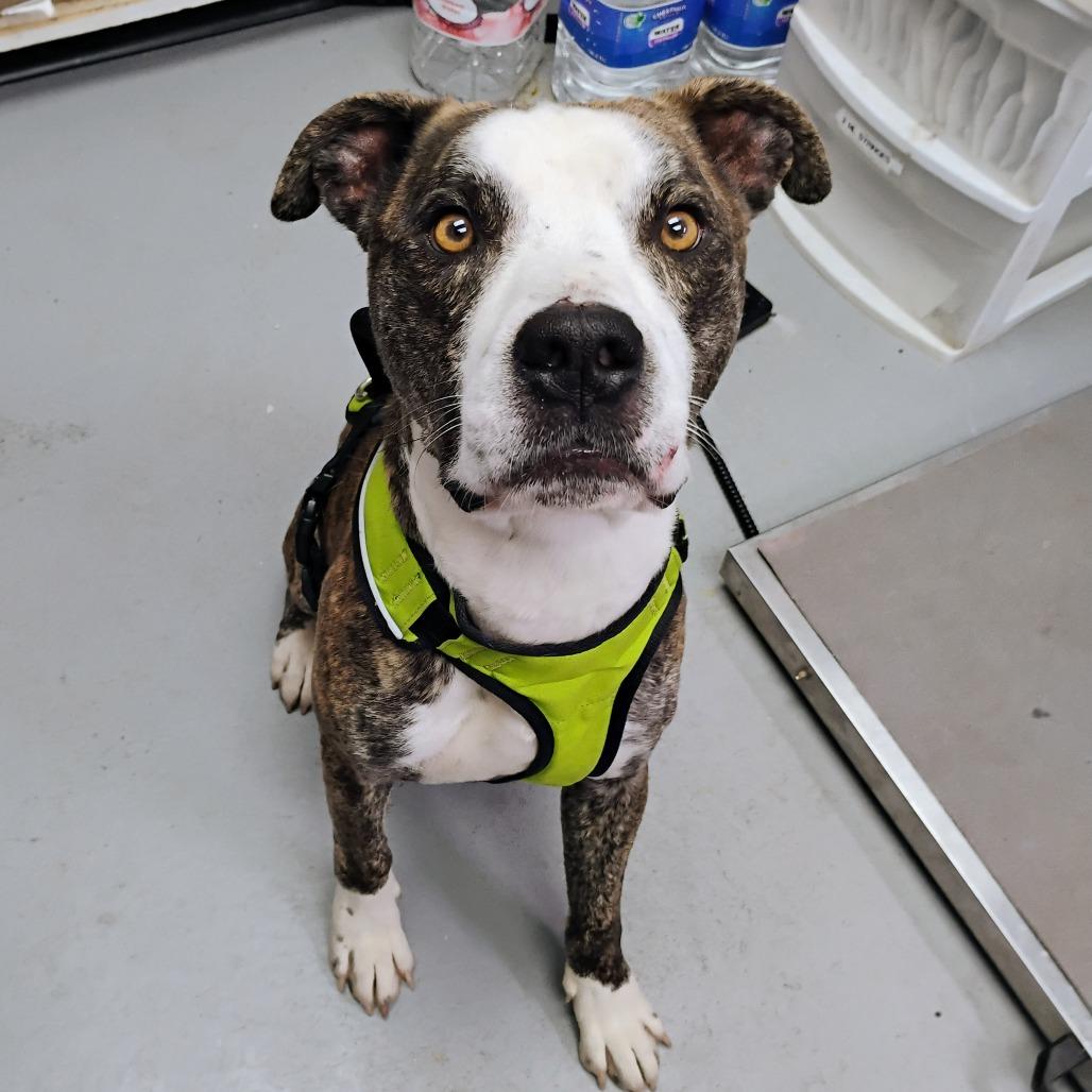 Diesel, a Adoptable English Bulldog in Duncan, OK image 1/5
