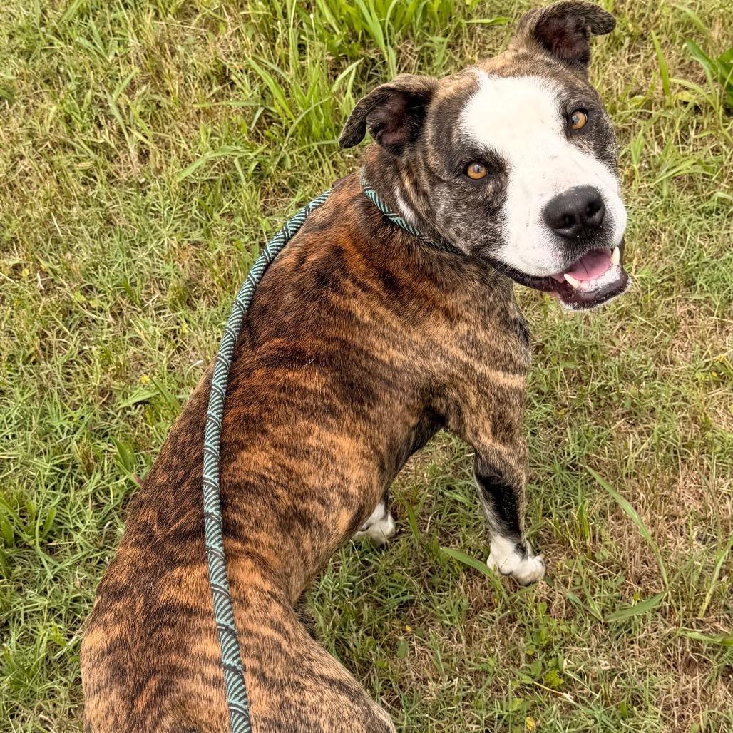 Diesel, a Adoptable English Bulldog in Duncan, OK image 2/5