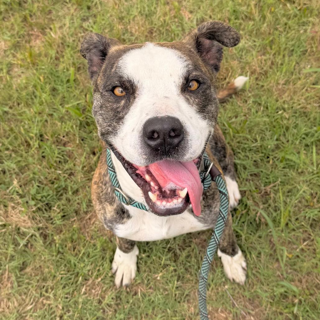 Diesel, a Adoptable English Bulldog in Duncan, OK image 3/5