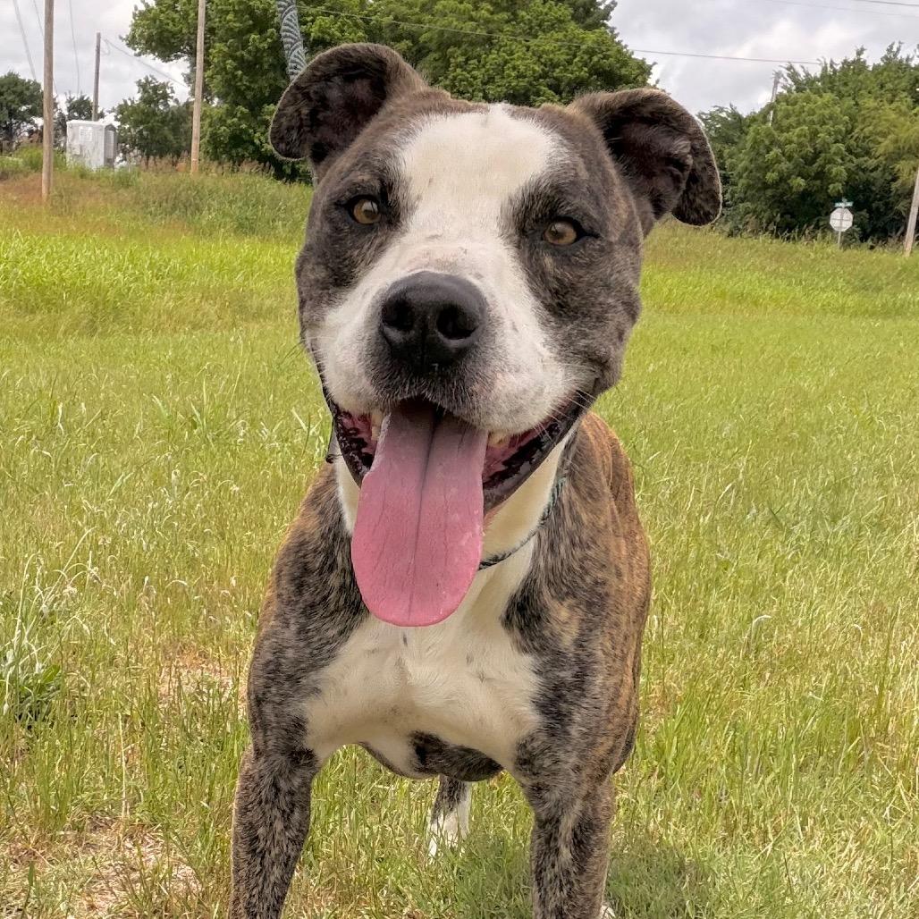 Diesel, a Adoptable English Bulldog in Duncan, OK image 5/5