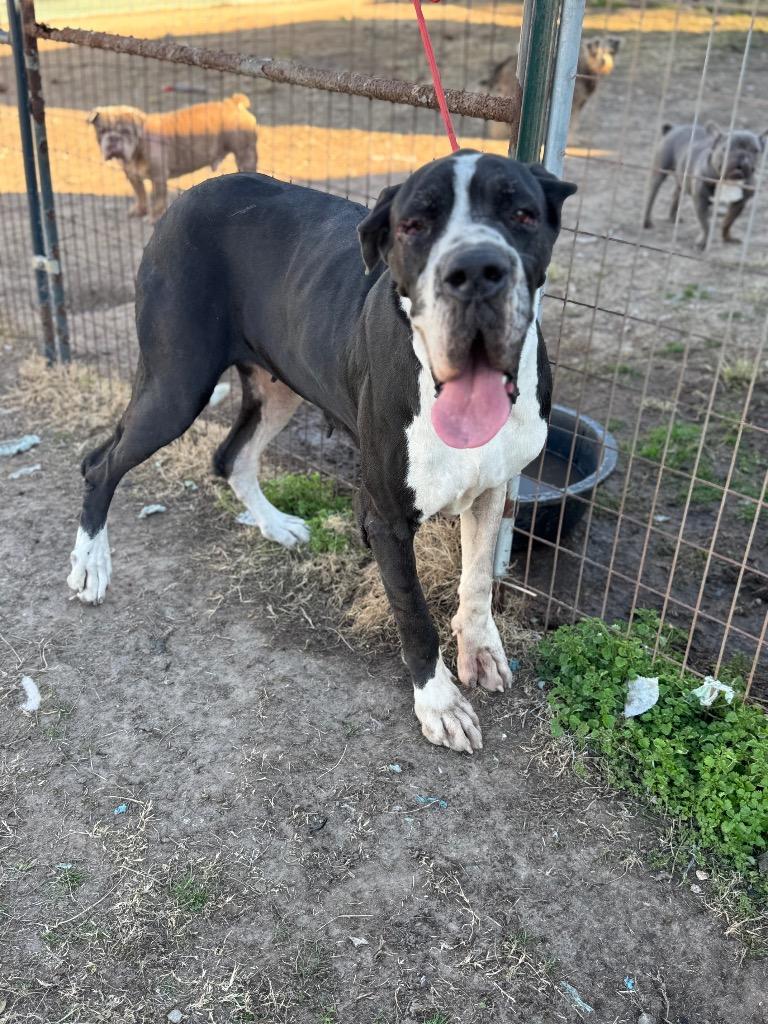 Valery, an adopted Great Dane in Dallas, TX image 1/4