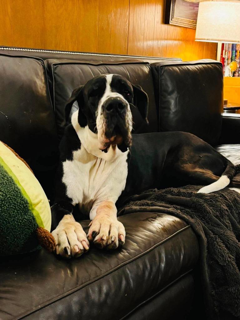 Valery, an adopted Great Dane in Dallas, TX image 2/4