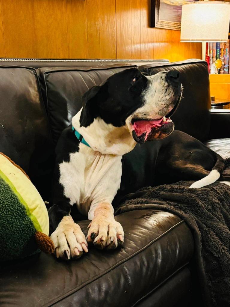 Valery, an adopted Great Dane in Dallas, TX image 4/4