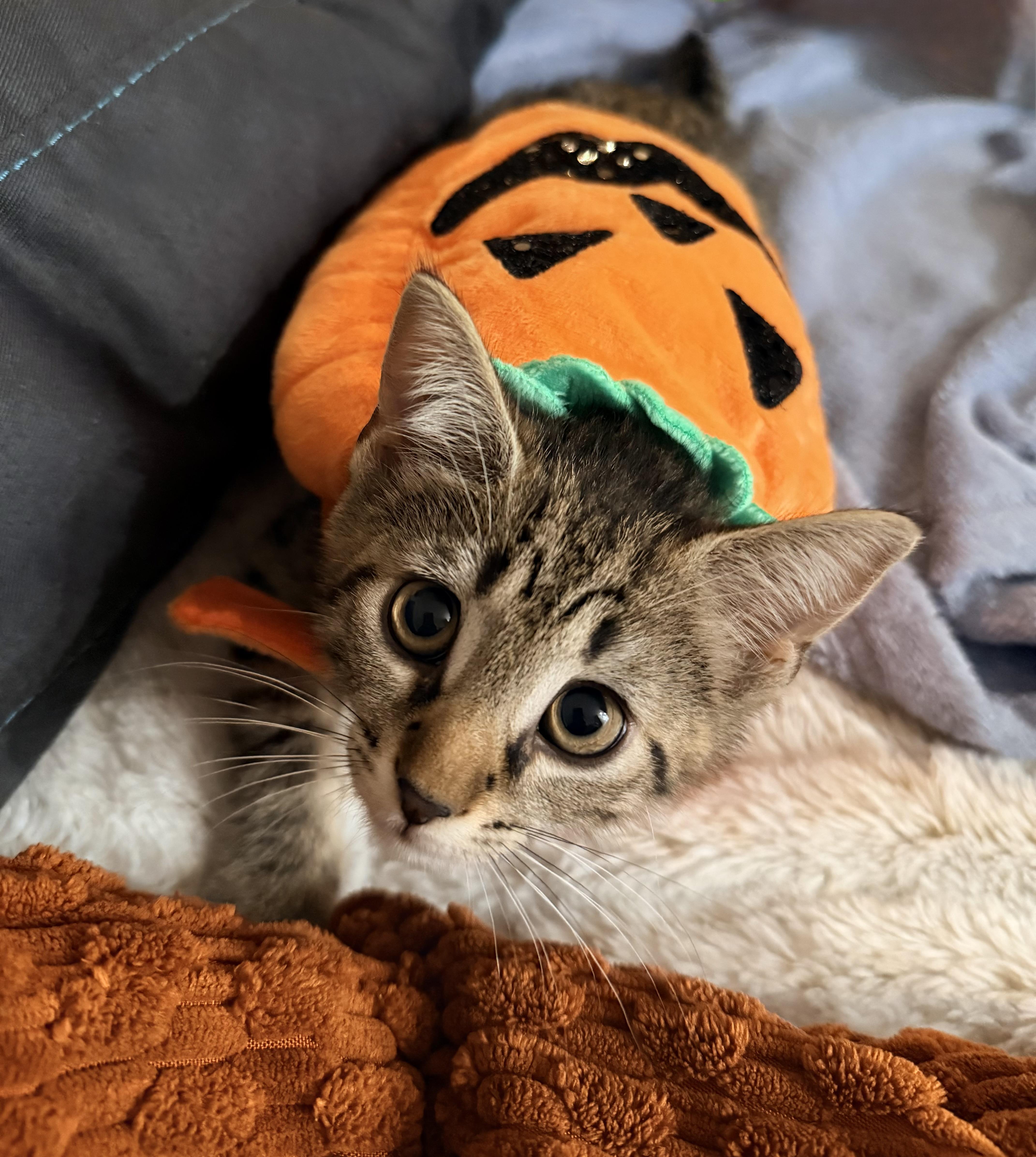 Finn - Brave, Athletic & Food-Loving Tabby photo