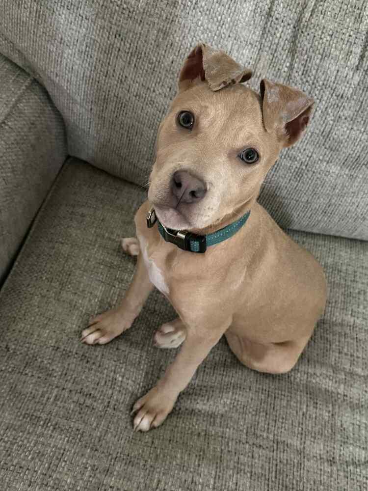 Enlarge Hazel, a Adopted mixed breed in Wendell, NC image 1/6