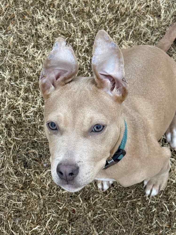 Enlarge Hazel, a Adopted mixed breed in Wendell, NC image 4/6