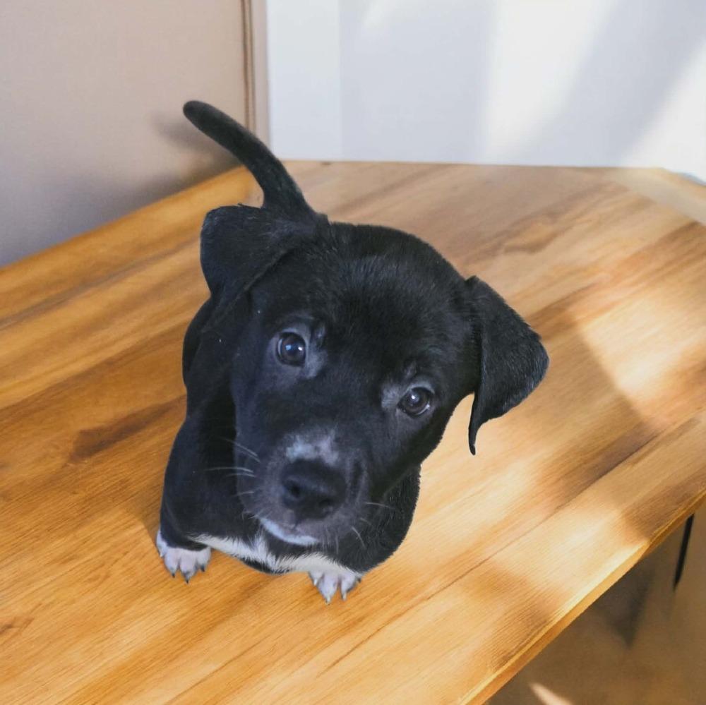 Azriel, Adoptable, Puppy Male Labrador Retriever.