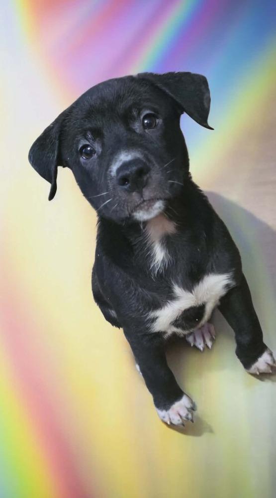 Enlarge Azriel, a Adoptable mixed breed in Wolcott, CT image 3/6