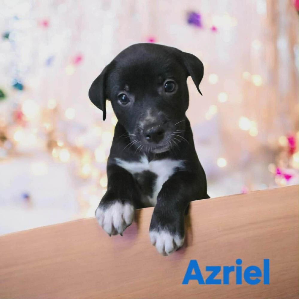 Enlarge Azriel, a Adoptable mixed breed in Wolcott, CT image 4/6