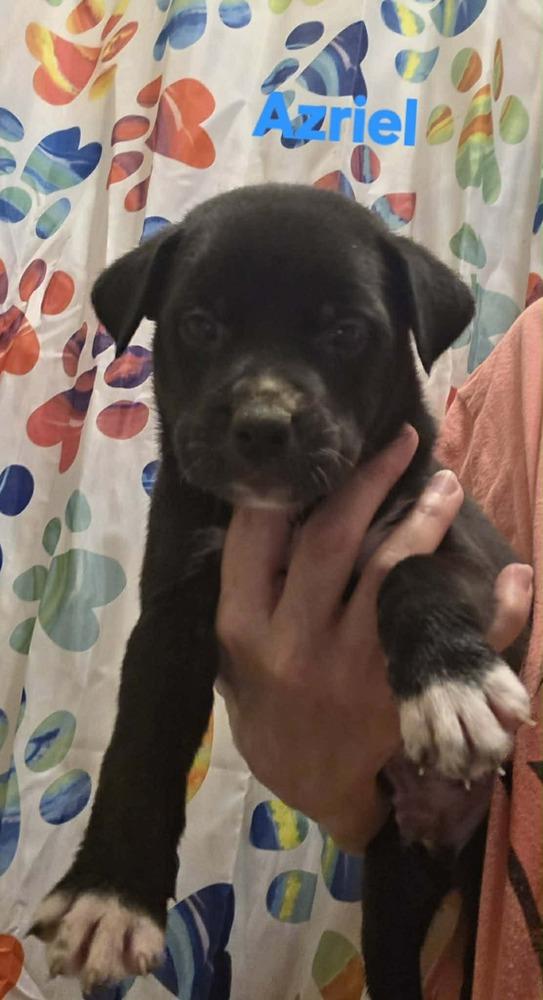 Enlarge Azriel, a Adoptable mixed breed in Wolcott, CT image 5/6