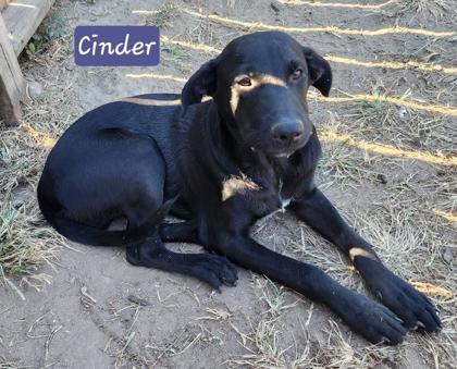 Enlarge CINDER FOSTER, a Adoptable mixed breed in Houston, TX image 1/1