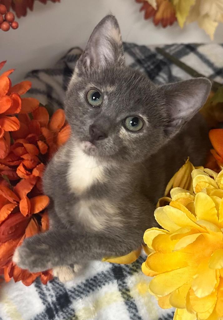 10/5/25 - Autumn, Adopted, Kitten Female Domestic Short Hair.