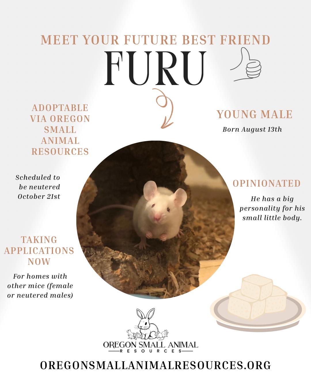 Enlarge Furu, a Adoptable Mouse in Springfield, OR image 1/1