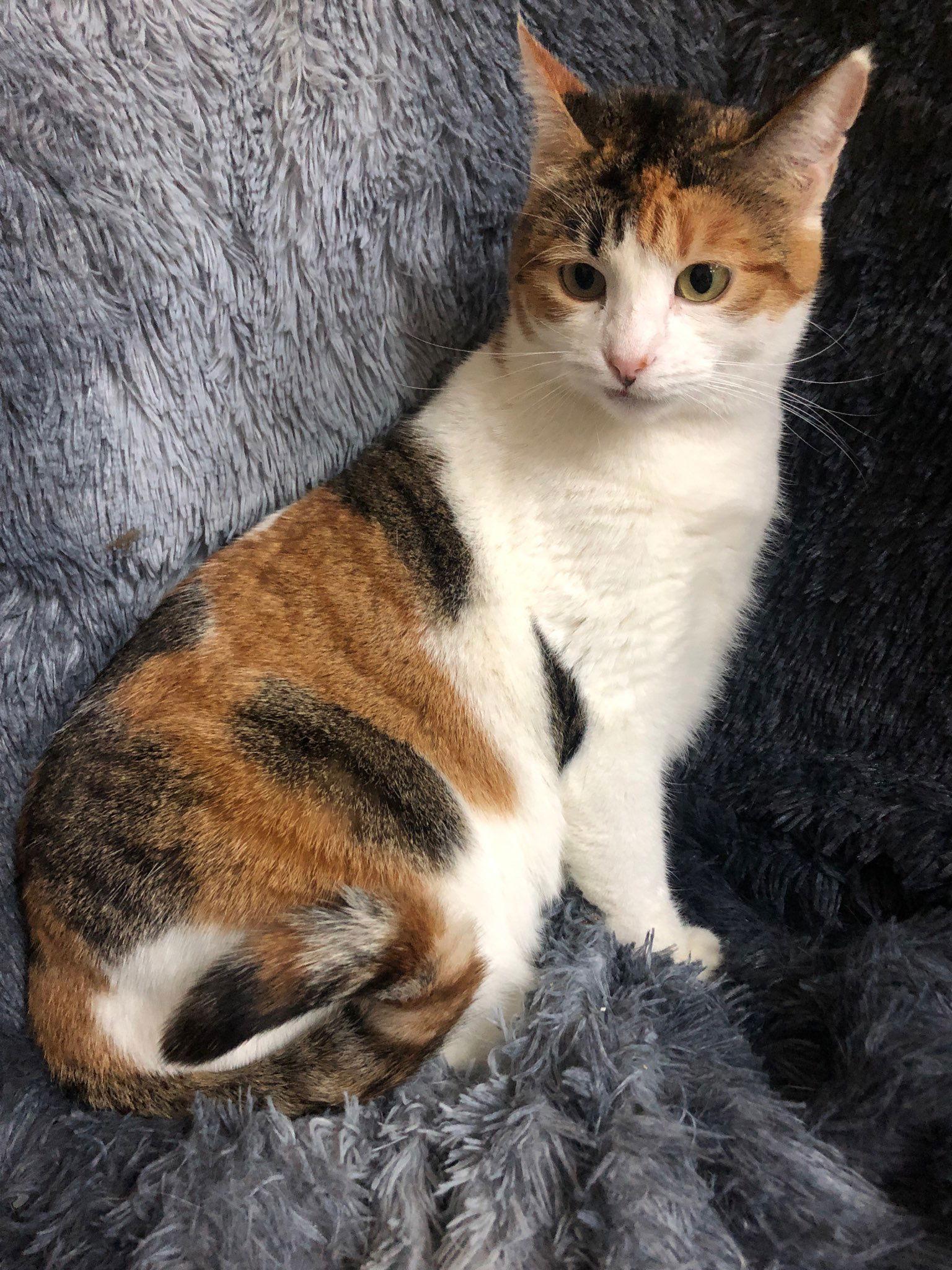 Tulip, Adopted, Adult Female Domestic Short Hair & Calico.