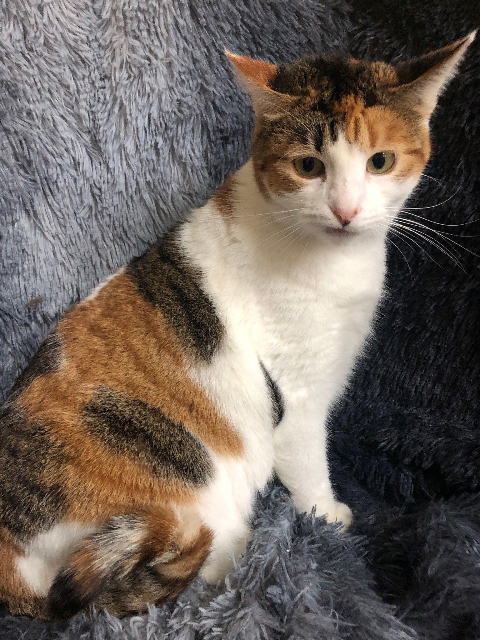 Tulip, a Adopted mixed breed in Forest Lake, MN image 2/2