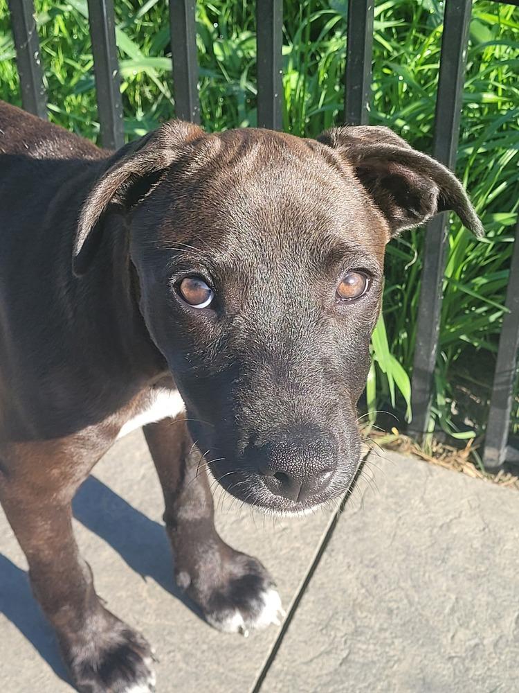 Licorice, Adoptable, Puppy Female Mixed Breed.