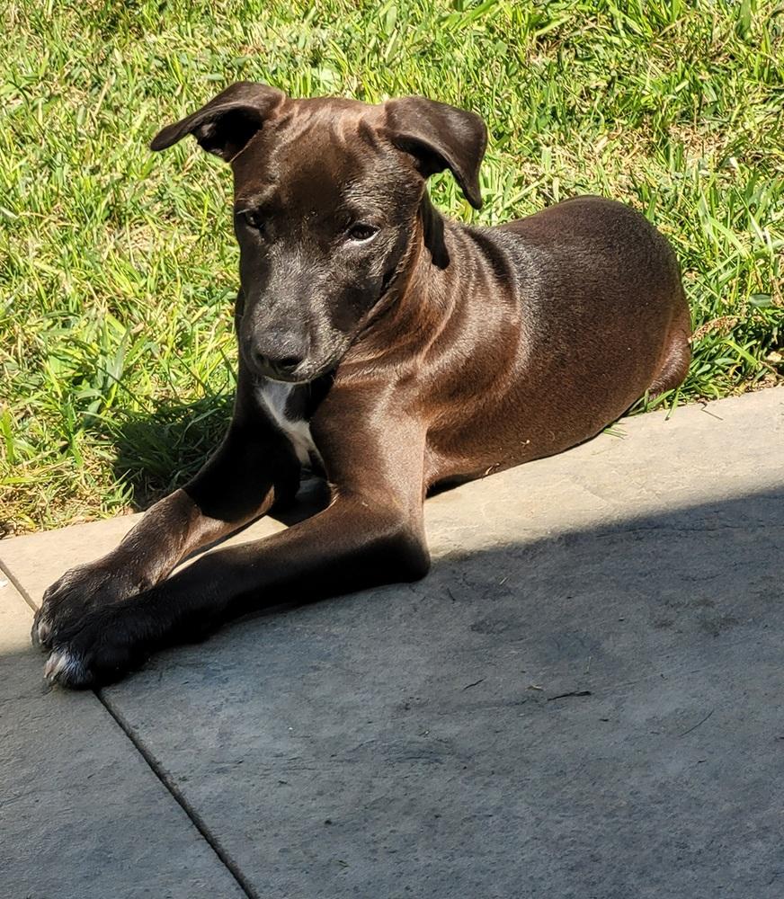 Enlarge Licorice, a Adoptable mixed breed in Waunakee, WI image 2/5
