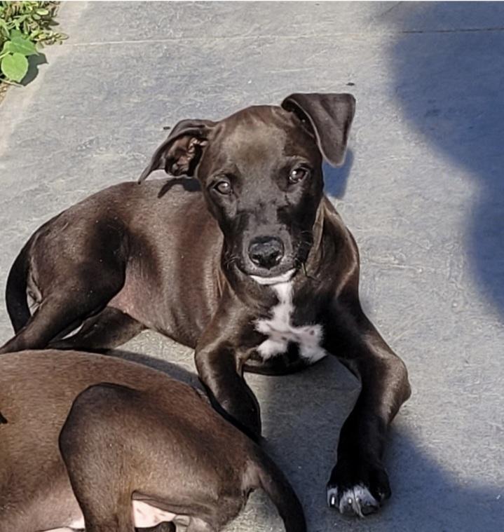 Enlarge Licorice, a Adoptable mixed breed in Waunakee, WI image 3/5