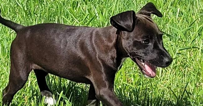 Enlarge Licorice, a Adoptable mixed breed in Waunakee, WI image 3/6
