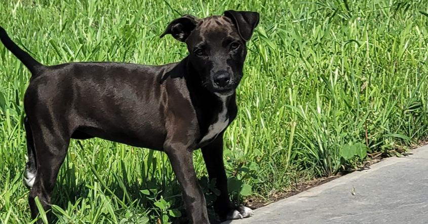 Enlarge Licorice, a Adoptable mixed breed in Waunakee, WI image 4/5