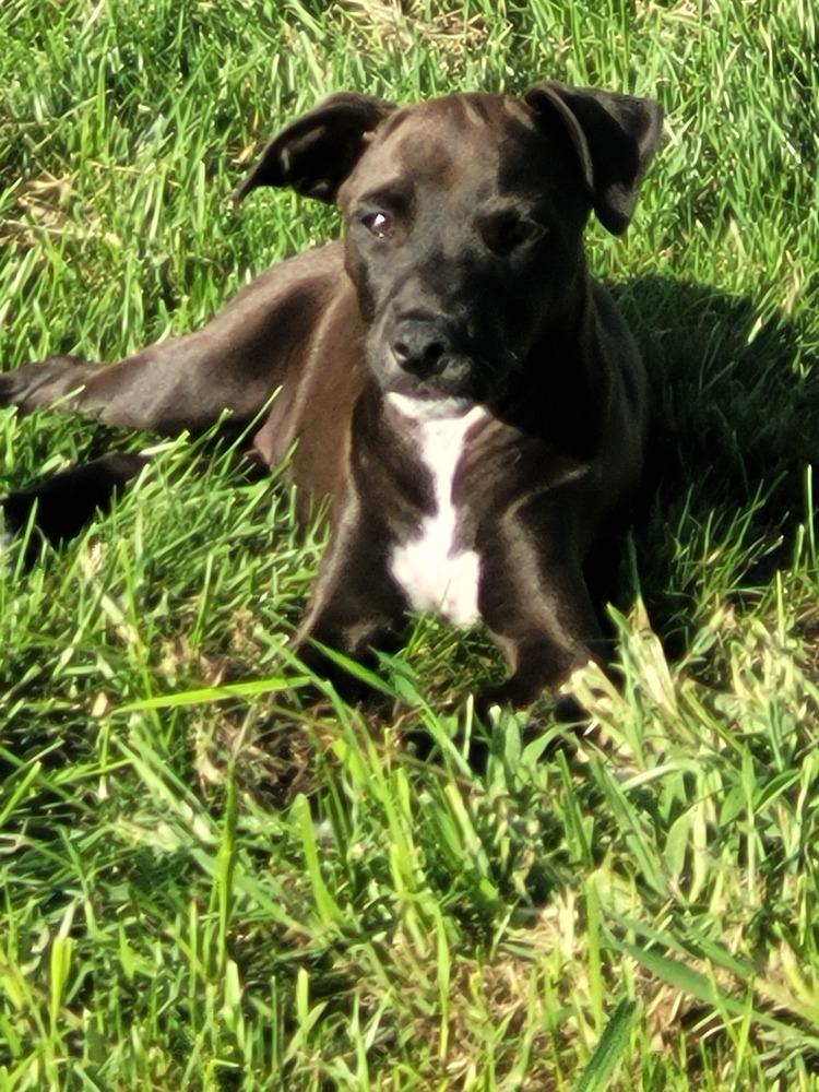 Enlarge Licorice, a Adoptable mixed breed in Waunakee, WI image 5/5