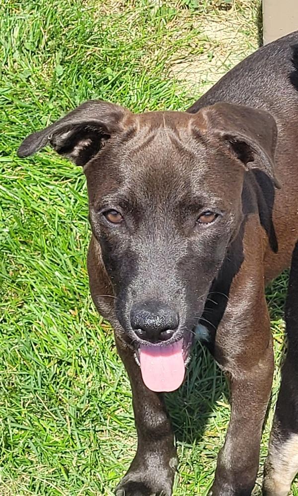 Enlarge Licorice, a Adoptable mixed breed in Waunakee, WI image 6/6