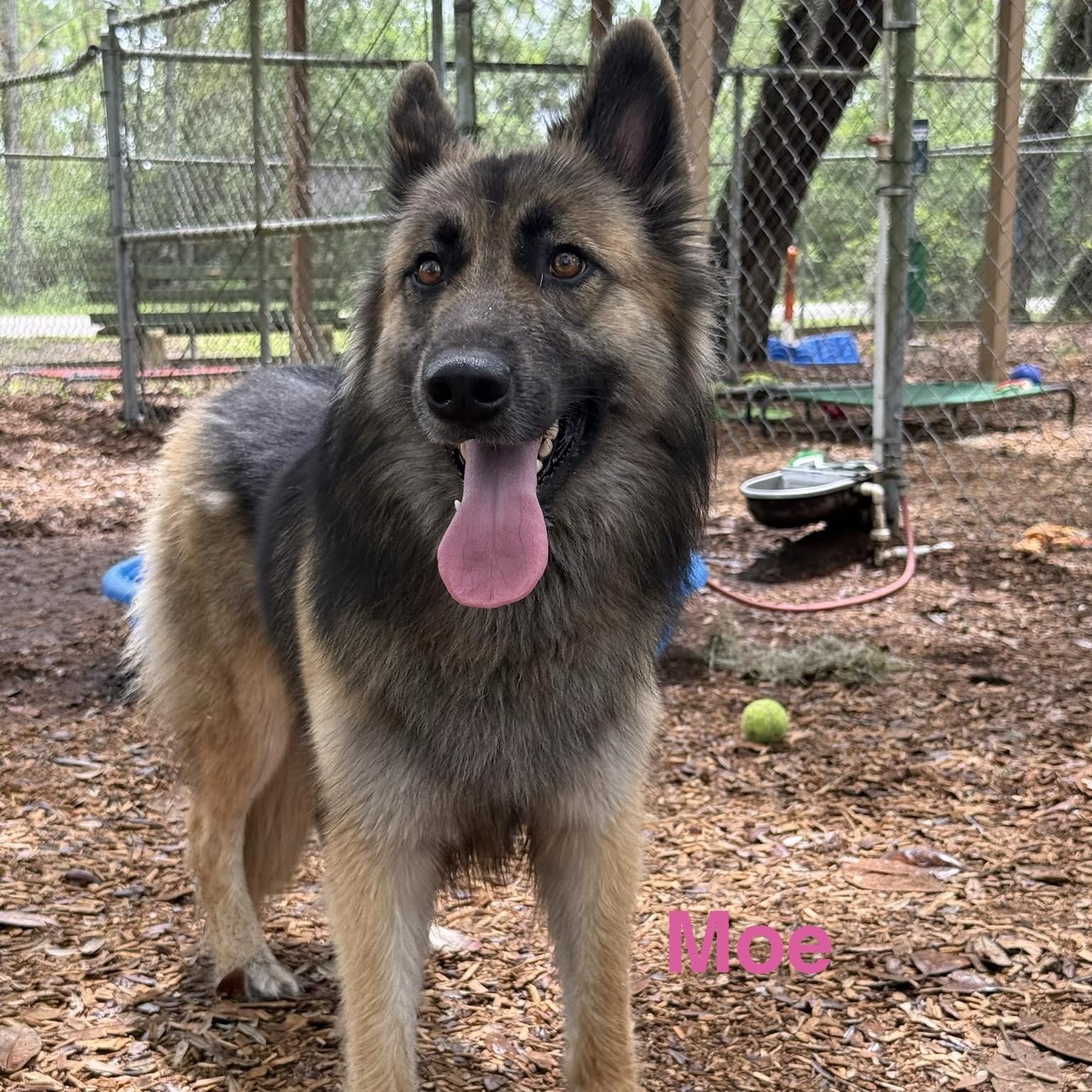 Moe, ADOPTABLE, Adult Female German Shepherd Dog & Husky.