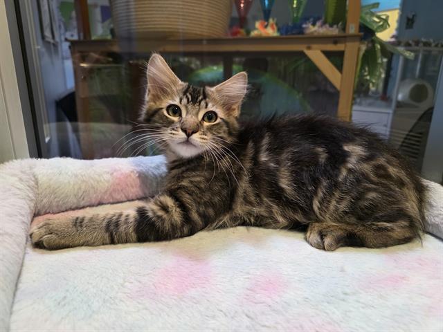 CHILI, Adoptable, Kitten Male Domestic Medium Hair.