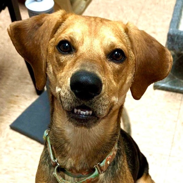 Dog for adoption PTH Gordon, a Hound Mix in Batavia, NY Petfinder