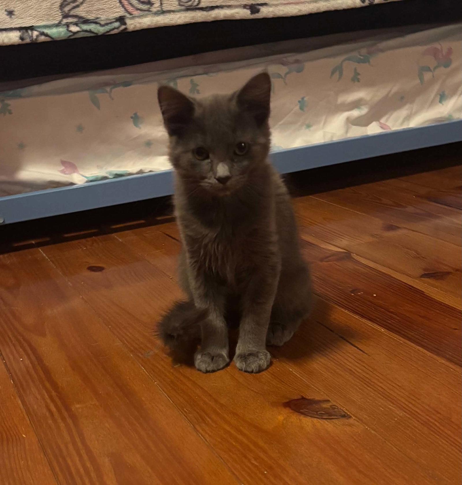 Noah, Adoptable, Kitten Male Domestic Short Hair.