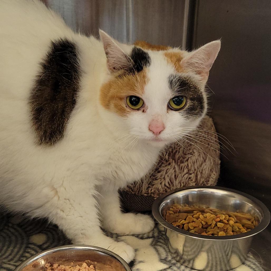 Enlarge Penelope, a Adoptable Domestic Short Hair in Nashville, IN image 1/6