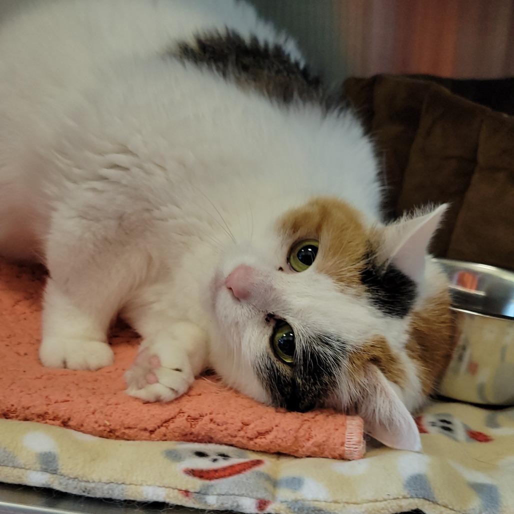 Enlarge Penelope, a Adoptable Domestic Short Hair in Nashville, IN image 2/6