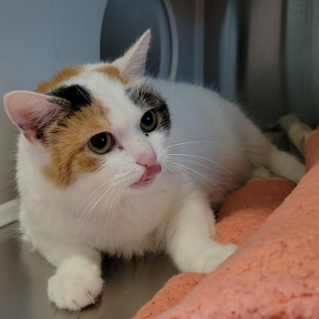 Enlarge Penelope, a Adoptable Domestic Short Hair in Nashville, IN image 4/6