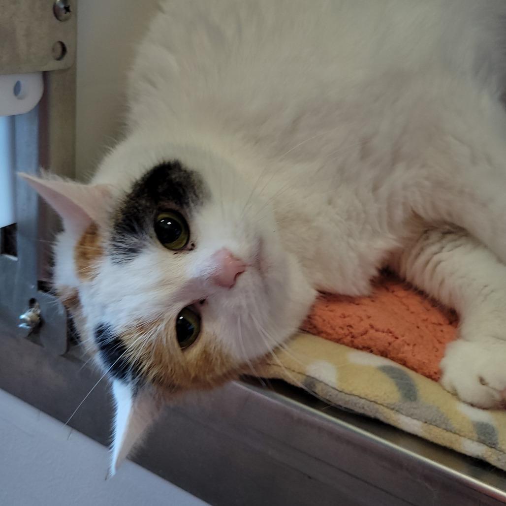 Enlarge Penelope, a Adoptable Domestic Short Hair in Nashville, IN image 5/6