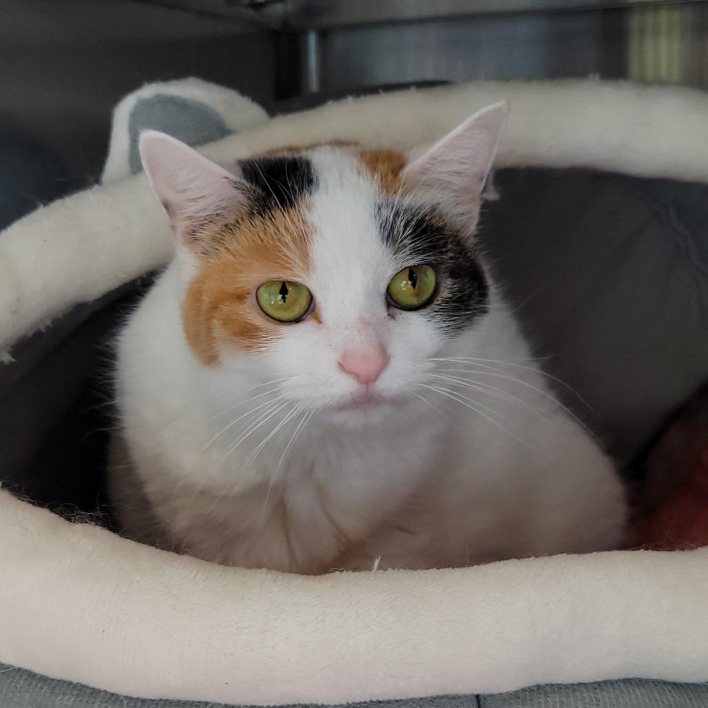 Enlarge Penelope, a Adoptable Domestic Short Hair in Nashville, IN image 6/6