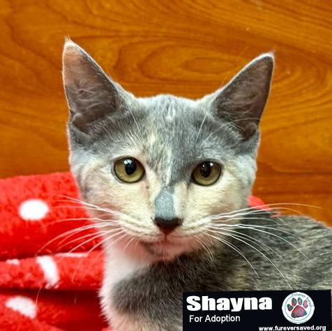 Enlarge Shayna, a Adoptable Domestic Short Hair in Miami, FL image 1/2