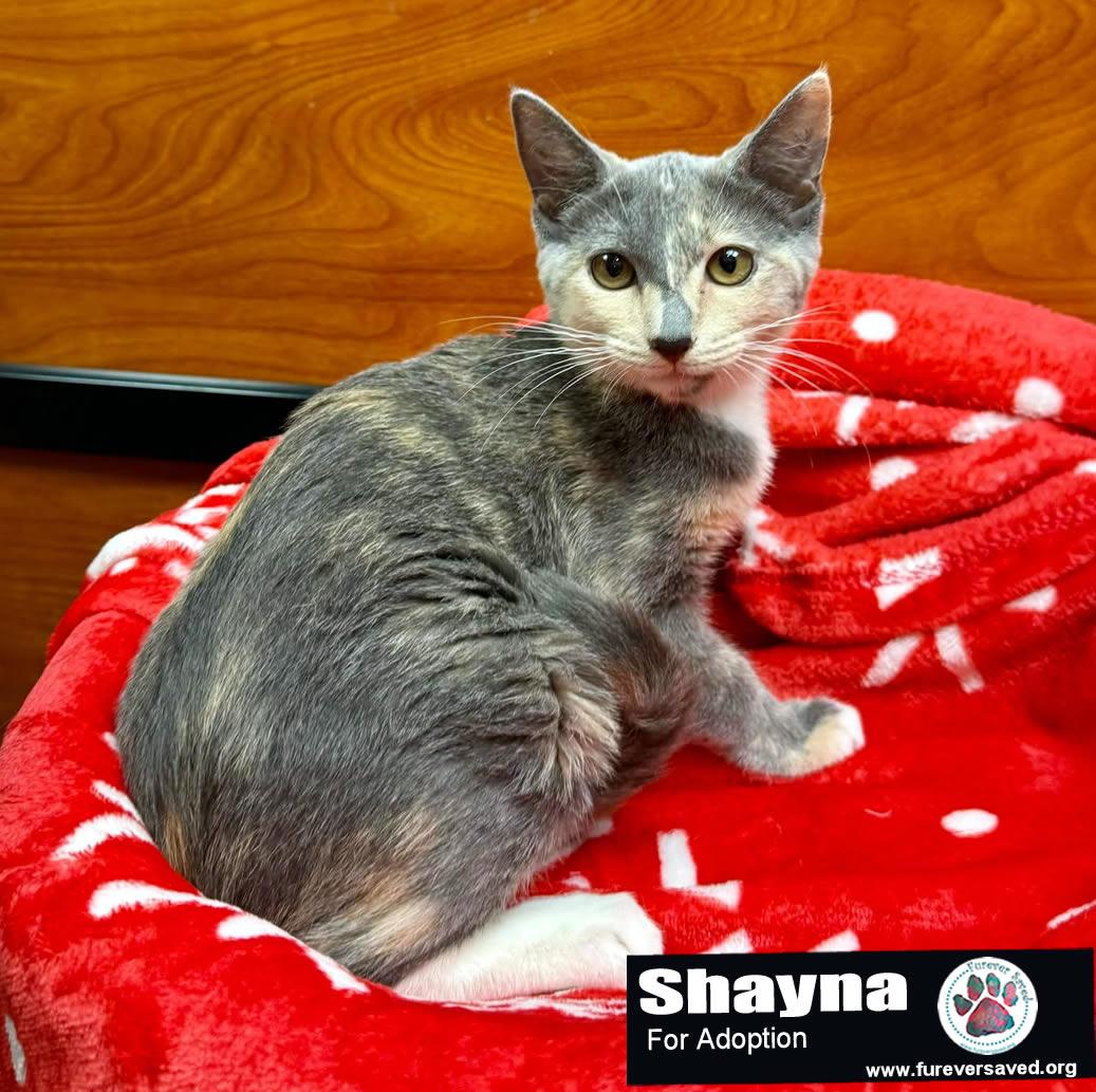 Enlarge Shayna, a Adoptable Domestic Short Hair in Miami, FL image 2/2