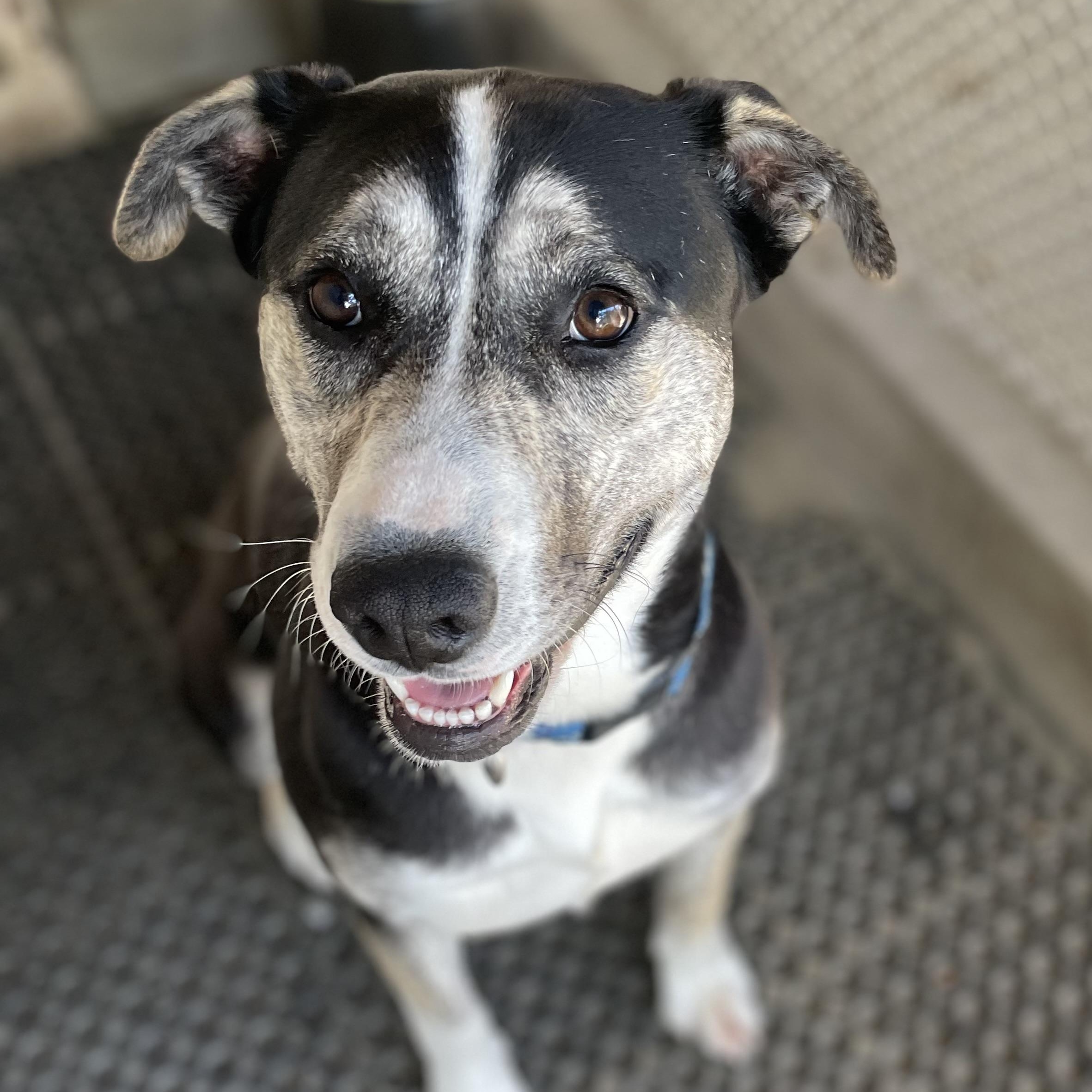 Enlarge Chili, a Adoptable mixed breed in Hollister, CA image 1/6