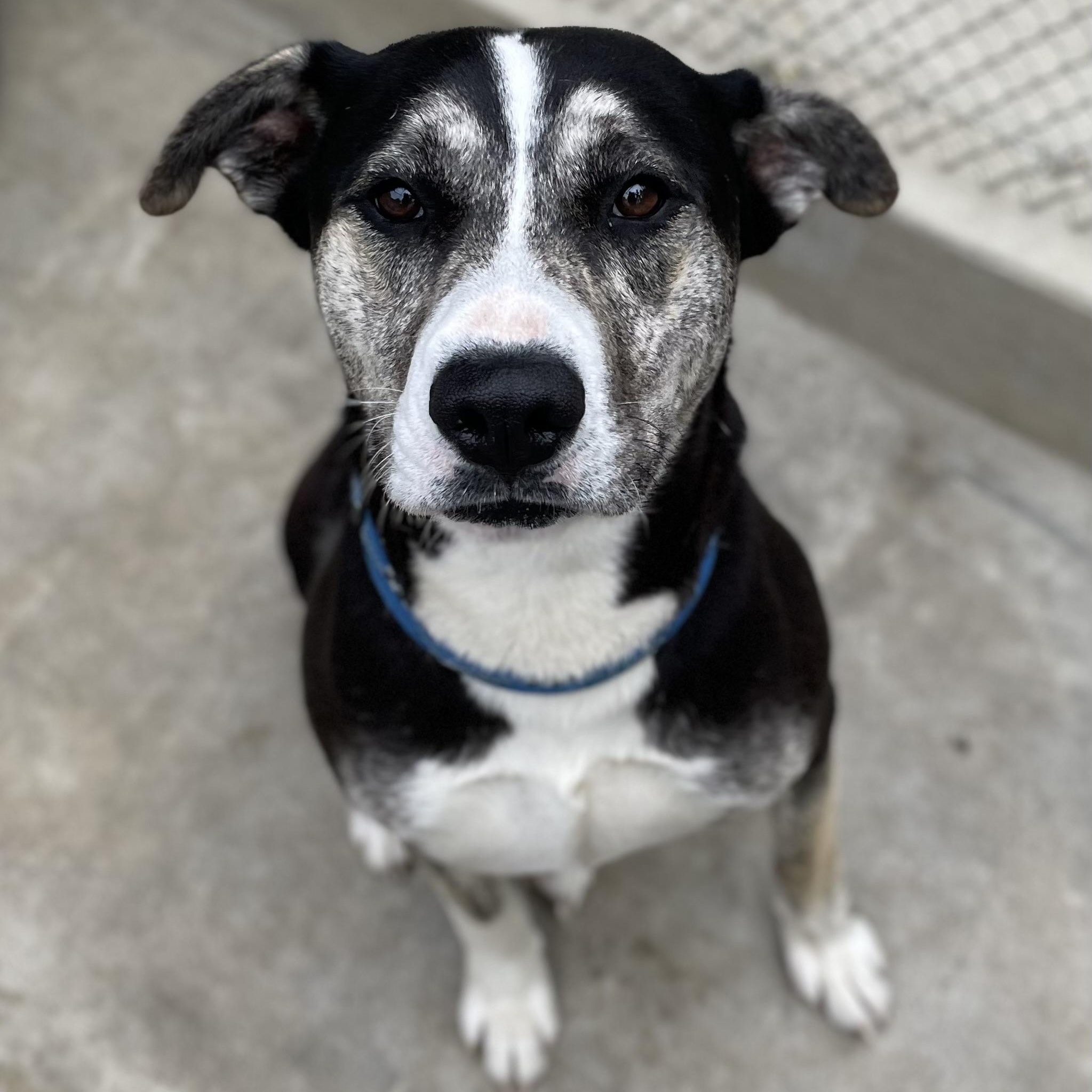 Chili, Adoptable, Adult Female German Shepherd Dog & Australian Cattle Dog / Blue Heeler.