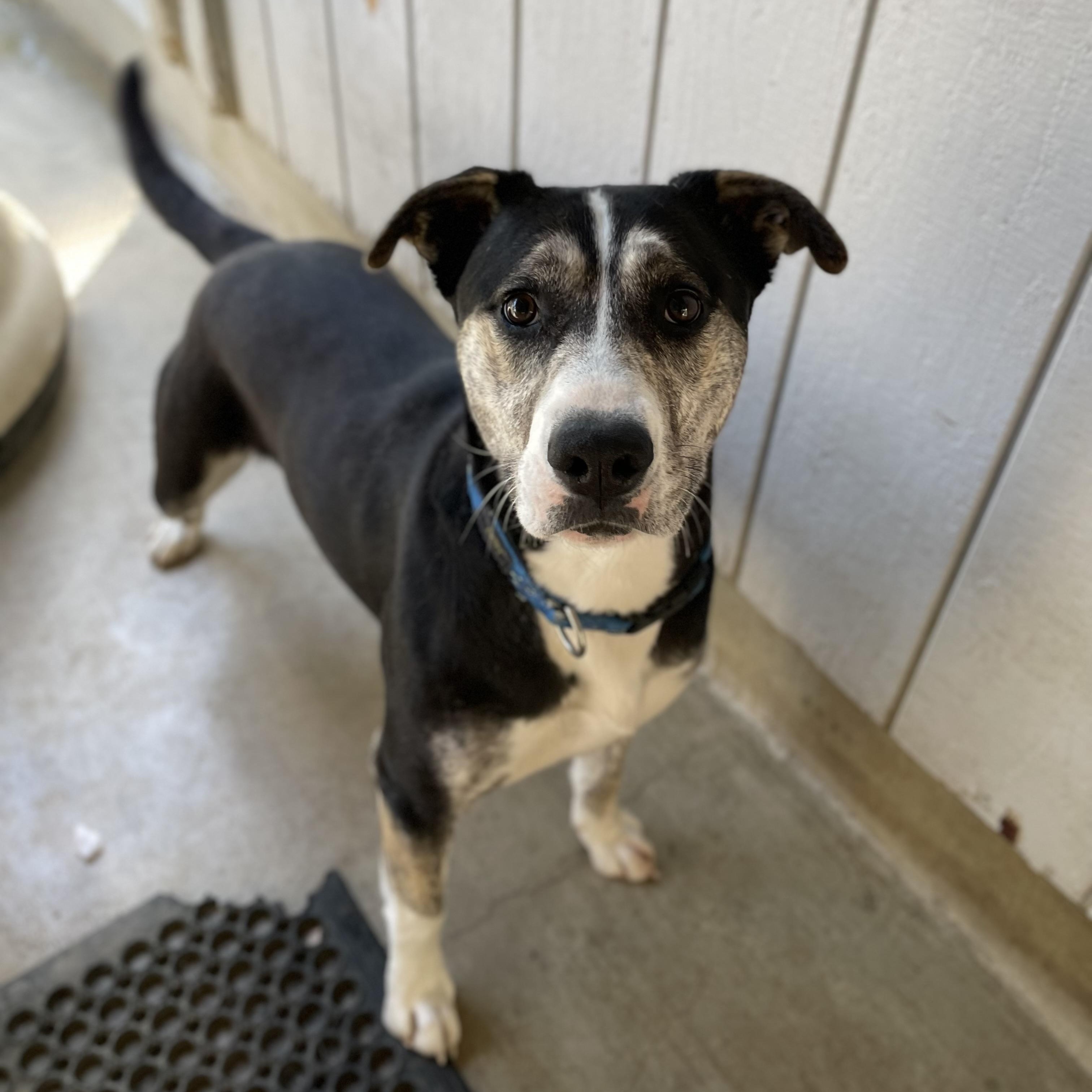 Enlarge Chili, a Adoptable mixed breed in Hollister, CA image 6/6