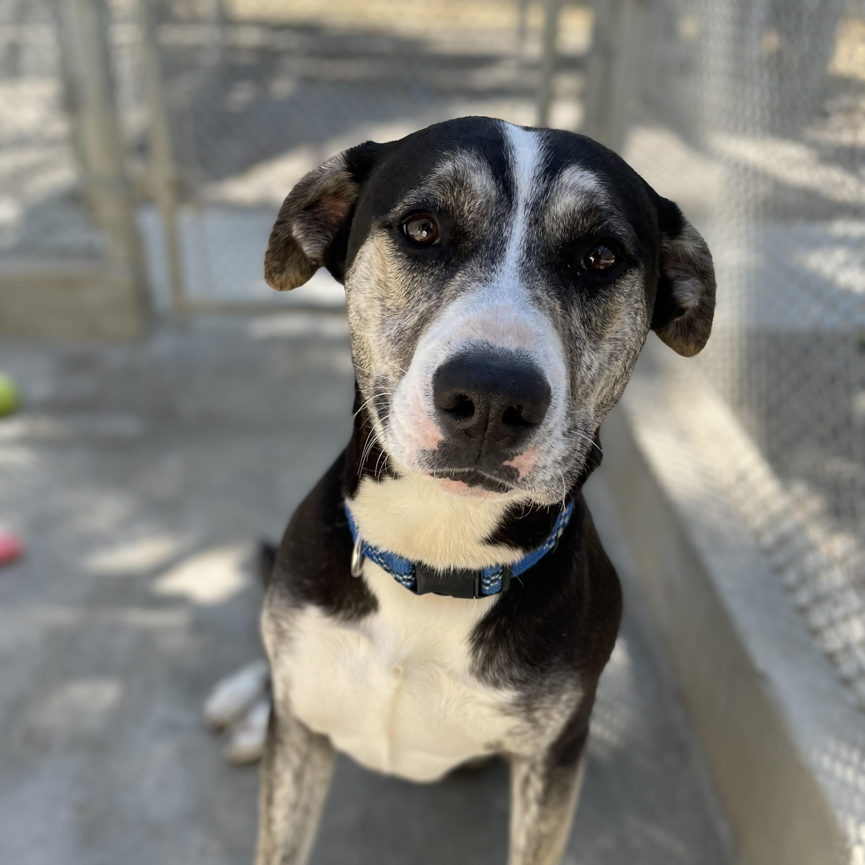 Chili, Adoptable, Adult Female German Shepherd Dog & Australian Cattle Dog / Blue Heeler.